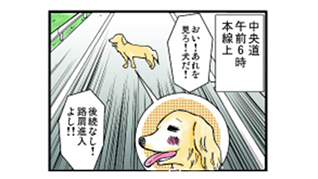 ただいま巡回中：おい！あれを見ろ！犬だ！